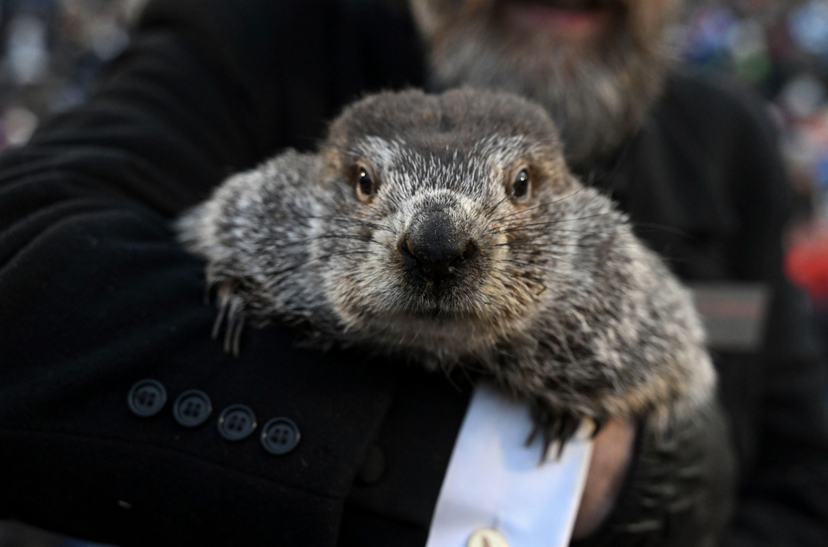 Punxsutawney Phil at the 2023 Groundhog Day celebration. Photo by AP Photo.